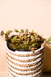 Dischidia ovata